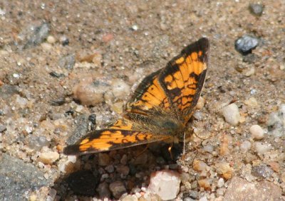 Phyciodes cocyta; Northern Crescent; male