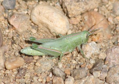 Hesperotettix speciosus; Showy Grasshopper