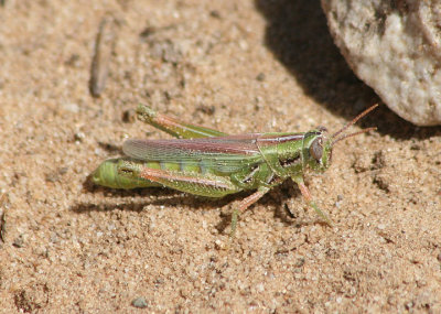 Hesperotettix viridis pratensis; Purple-striped Grasshopper; female