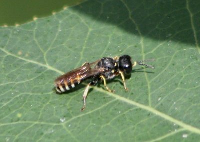 Ectemnius ruficornis; Square-headed Wasp species