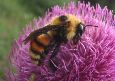 Bombus rufocinctus; Red-belted Bumble Bee