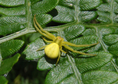 Misumenoides Crab Spider species