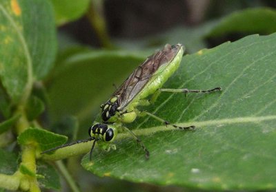 Rhogogaster Common Sawfly species