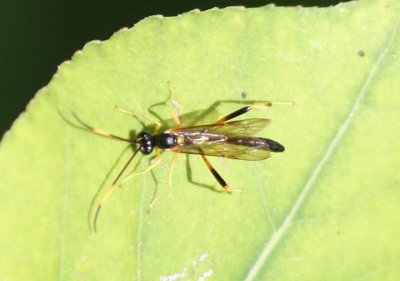 Acroricnus stylator niger; Ichneumon Wasp species; male