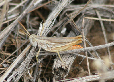 Eritettix simplex; Velvet-striped Grasshopper; male