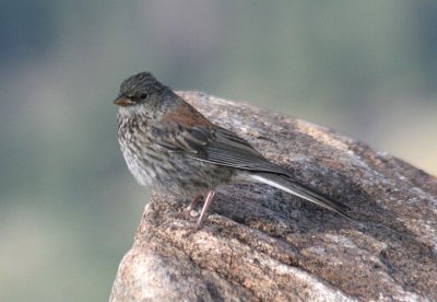 Dark-eyed Gray-headed Junco; immature