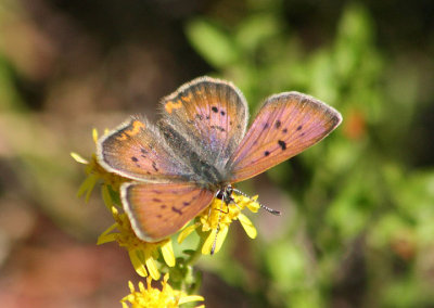 Lycaena helloides; Purplish Copper; male
