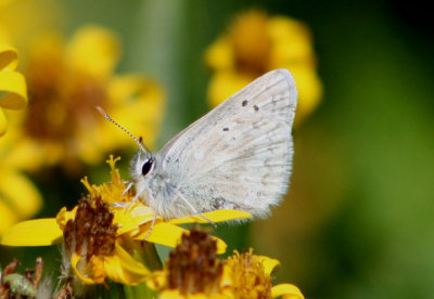 Plebejus glandon rustica; Rocky Mountain Arctic Blue; male