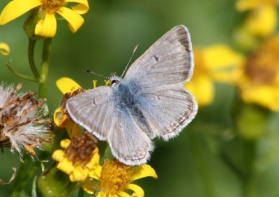 Plebejus glandon rustica; Rocky Mountain Arctic Blue; male