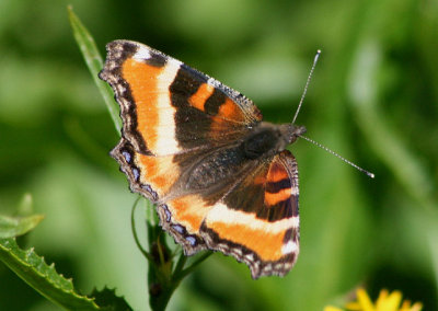 Aglais milberti; Milbert's Tortoiseshell