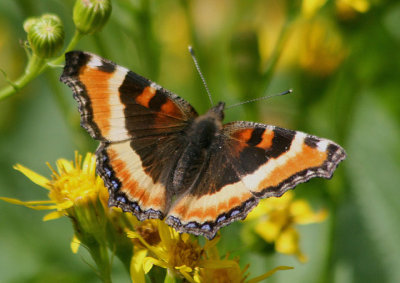 Aglais milberti; Milbert's Tortoiseshell