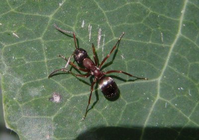 Formica neorufibarbis; Wood Ant species