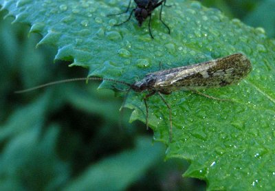 Limnephilus Northern Caddisfly species