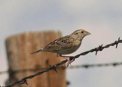 Grasshopper Sparrow