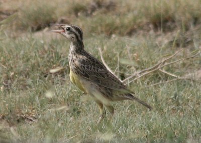 Western Meadowlark; juvenile