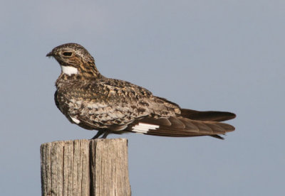 Common Nighthawk