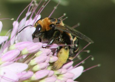 Svastra obliqua; Long-horned Bee species 