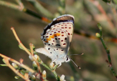 Euphilotes ancilla; Rocky Mountain Dotted Blue; male