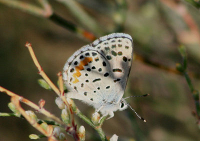 Euphilotes ancilla; Rocky Mountain Dotted Blue; male