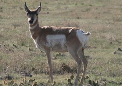 Pronghorn; young buck 