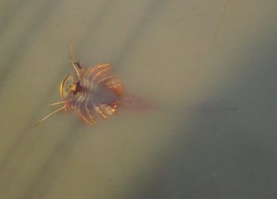 Triops longicaudatus; Tadpole Shrimp species