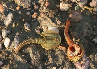 Triops longicaudatus; Tadpole Shrimp species