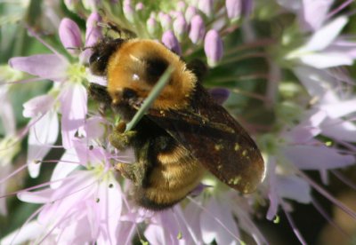 Bombus nevadensis; Nevada Bumble Bee