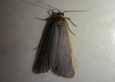 8043 - Eilema bicolor; Bicolored Moth