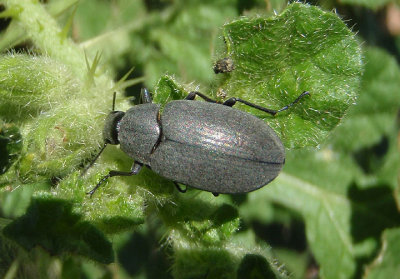 Bothrotes plumbeus; Darkling Beetle species