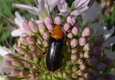 Zonitis atripennis; Blister Beetle species