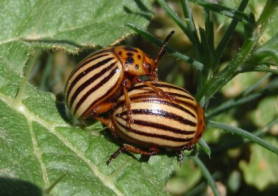 Leptinotarsa decemlineata; Colorado Potato Beetles