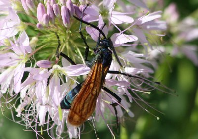 Pepsis Tarantula Hawk species