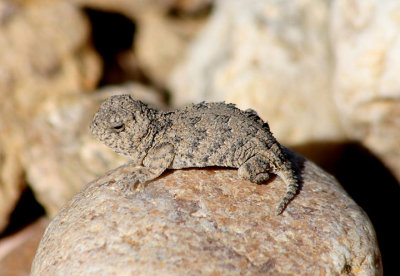 Greater Short-horned Lizard; immature