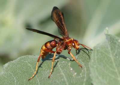Poecilopompilus algidus; Spider Wasp species
