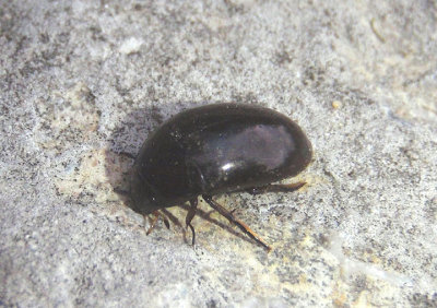 Tropisternus Water Scavenger Beetle species