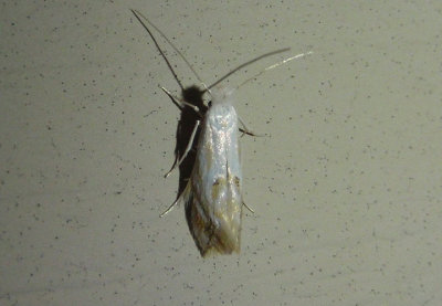 0486 - Bucculatrix montana; Ribbed Cocoon-maker Moth species