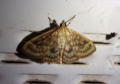5277 - Herpetogramma thestealis; Zigzag Herpetogramma Moth 