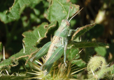 Melanoplus lakinus; Lakin Grasshopper nymph; male