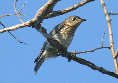 Eastern Bluebird; juvenile