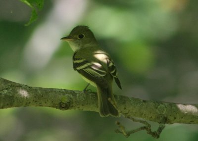 Acadian Flycatcher