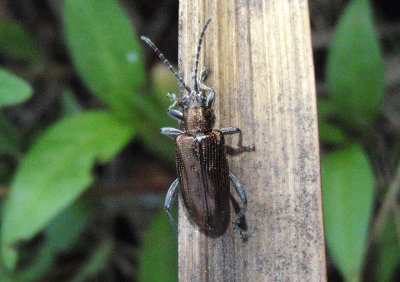 Plateumaris Aquatic Leaf Beetle species