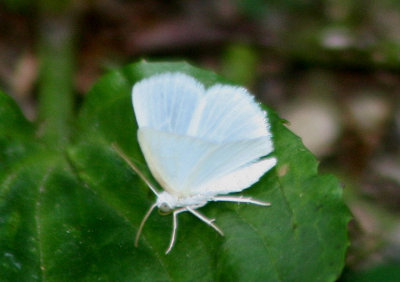 6667 - Lomographa vestaliata; White Spring Moth