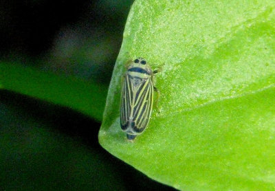 Amblysellus curtisii; Leafhopper species