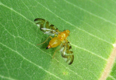 Strauzia Fruit Fly species