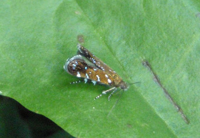 2253 - Strobisia iridipennella; Twirler Moth species