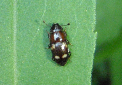Glischrochilus quadrisignatus; Four-spotted Sap Beetle; teneral