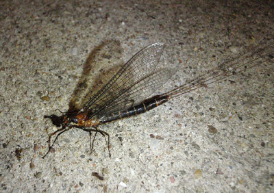 Litobrancha recurvata; Common Burrower Mayfly species; female