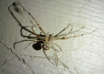 Mimetus puritanus; Pirate Spider species