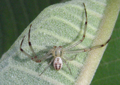Mecaphesa celer; Swift Crab Spider; male