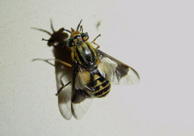 Chrysops callidus; Deer Fly species